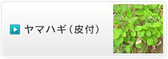 ヤマハギ