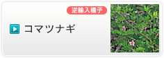 コマツナギ