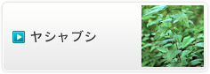 ヤシャブシ