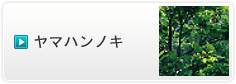 ヤマハンノキ