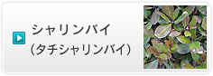 シャリンバイ