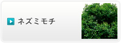ネズミモチ