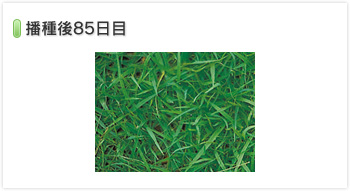 環境緑化関係