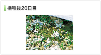 環境緑化関係